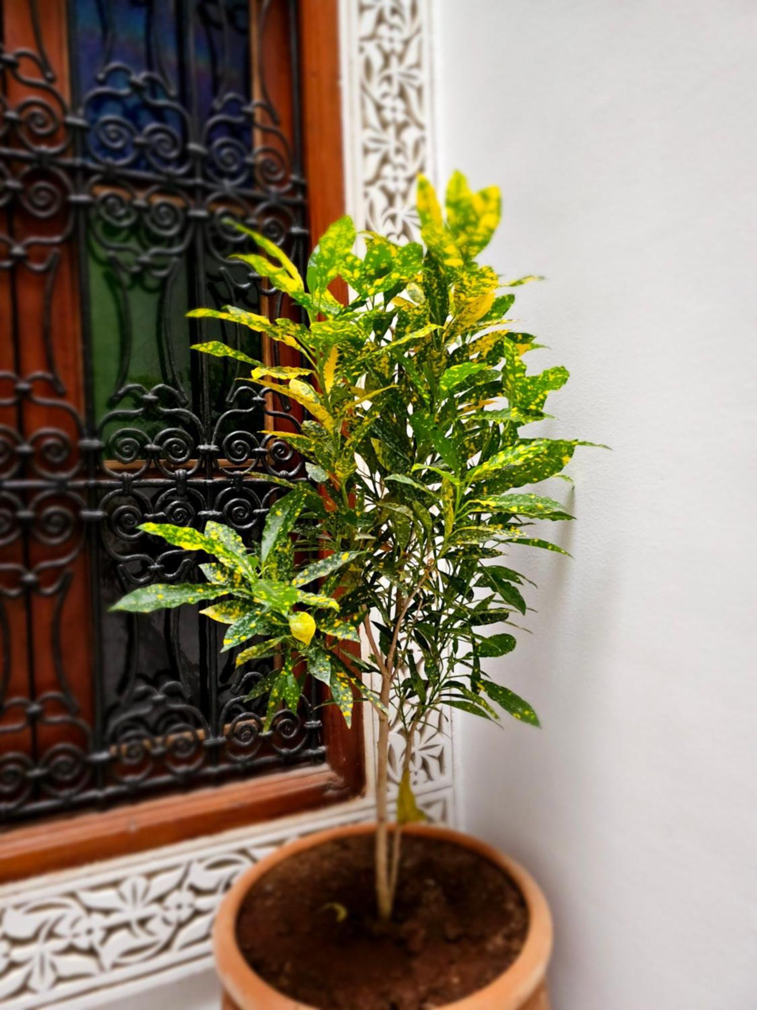 Riad Fes Miracle Ngoại thất bức ảnh